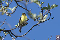 American Goldfinch In Tree