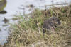 Common Muskrat