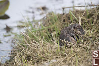 Muskrat Just Out Of Water