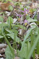 Pink Fawn Lilies Coming Up Through Leaf Litter