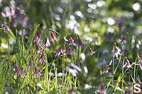 Pink Fawn Lily In Sun