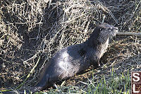 River Otter In Grass