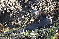 River Otter Looking At Me