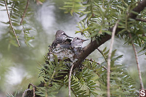 Two Hummingbird Chicks On Nest