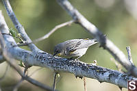 Yellow Rumped Warbler With Fresh Buds