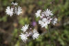 smallflower woodland-star