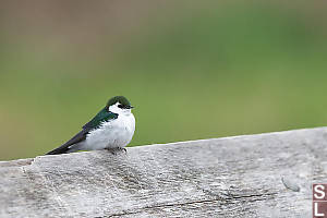 Violet Green Swallow On Handrail
