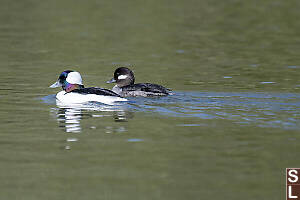Bufflehead Male And Female