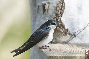 Tree Swallow On Nest Box