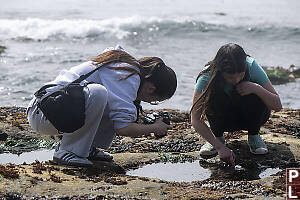 Kids Looking In Tide Pool