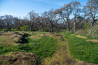Meadows Of Camas