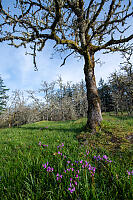 Shooting Starswith Garry Oak