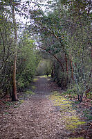 Wide Trail With Arbutus