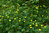 creeping buttercup