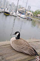 Goose On Sea Wall