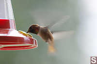 Hummingbird Flapping