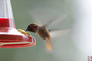 Hummingbird Flapping