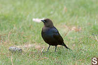 Male Cowbird