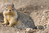 Columbian ground squirrel