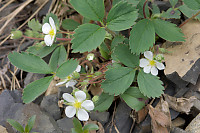 Wild Strawberry