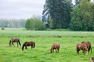 Horses Feeding