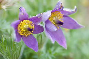 Pasque Flower