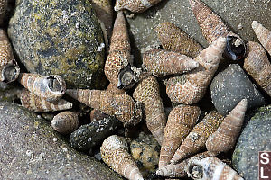 Snails In Stones