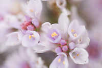 Light Violet Flowers