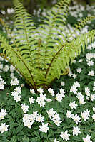 White Flowers With Fern