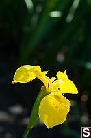 Yellow Iris On Black Background