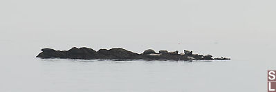 Harbour Seals On The Rocks