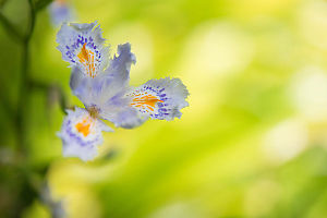 Iris On Green Background