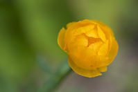 Bright Yellow Flower