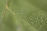 Green Leaf Detail