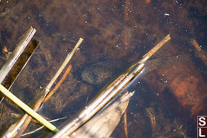 Tadpole Lurking In The Shallows