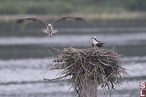 Gliding In For Landing