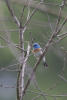 Lazuli Bunting