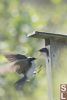 Tree Swallow Chick Begging For Food