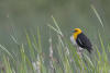 Yellow-headed blackbird