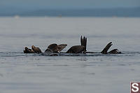 Three Sea Lions In Water