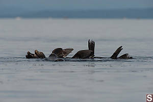 Three Sea Lions In Water