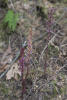 Pacific coralroot