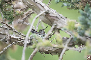 Annas On Nest