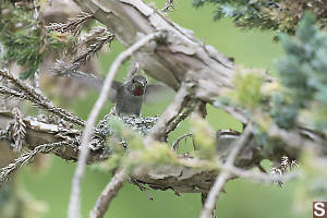 Annas Perched On Edge Of Nest