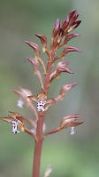 Spotted Coralroot