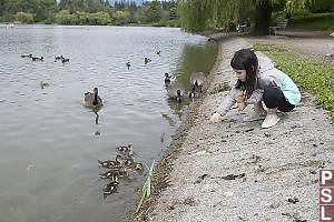 Claira Feeding Baby Mallards