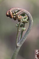 Fiddlehead Unfurling