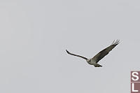 Osprey Gliding