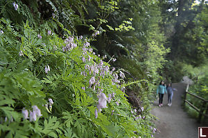 Pacific Bleeding Heart Next To Trail