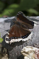 Well Worn Mourning Cloak